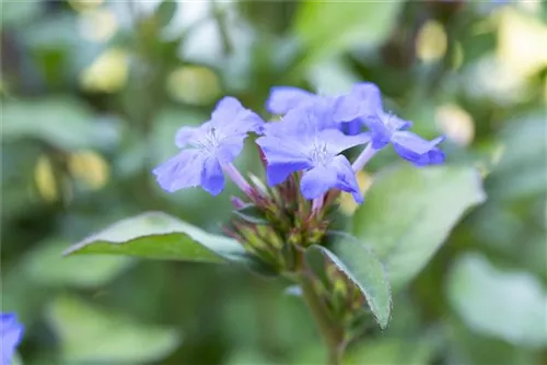 Chinesische Scheinbleiwurz - Ceratostigma plumbaginoides