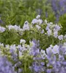 Garten-Storchschnabel - Geranium pratense 'Mrs Kendall Clark'