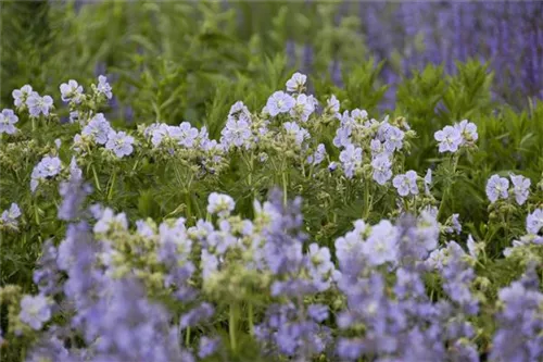 Garten-Storchschnabel - Geranium pratense 'Mrs Kendall Clark'