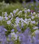 Garten-Storchschnabel - Geranium pratense 'Mrs Kendall Clark'