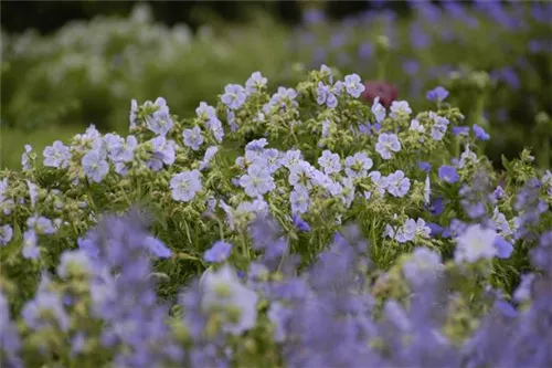 Garten-Storchschnabel - Geranium pratense 'Mrs Kendall Clark'