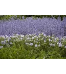 Garten-Blüten-Salbei - Salvia nemorosa 'Tänzerin'