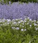 Garten-Storchschnabel - Geranium pratense 'Mrs Kendall Clark'