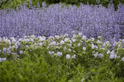 Garten-Blüten-Salbei - Salvia nemorosa 'Tänzerin'