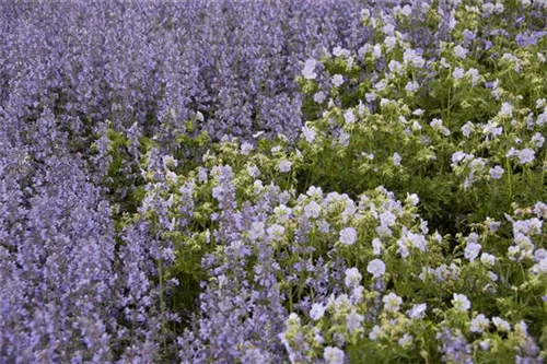 Garten-Blüten-Salbei - Salvia nemorosa 'Tänzerin'