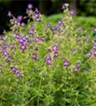 Garten-Storchschnabel - Geranium pratense 'Mrs Kendall Clark'