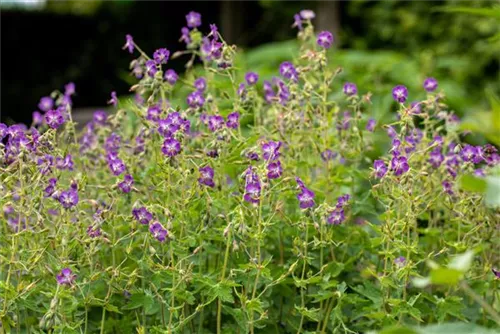 Garten-Storchschnabel - Geranium pratense 'Mrs Kendall Clark'