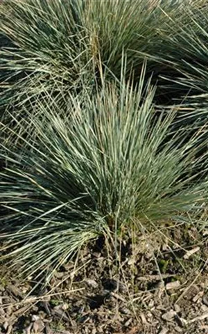 Avena-Helictotrichon sempervir.'Saphirsprudel'