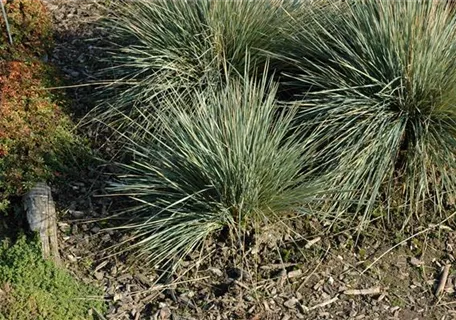 Avena-Helictotrichon sempervir.'Saphirsprudel' - Garten-Blaustrahlhafer