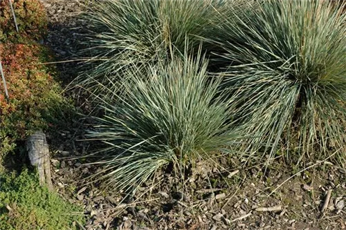 Garten-Blaustrahlhafer - Avena-Helictotrichon sempervir.'Saphirsprudel'