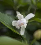 Gewürzstrauch 'Venus' - Calycanthus 'Venus'