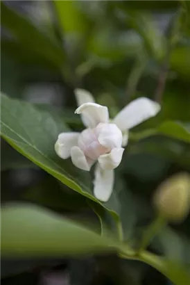 Gewürzstrauch 'Venus' - Calycanthus 'Venus'