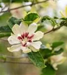 Gewürzstrauch 'Venus' - Calycanthus 'Venus'