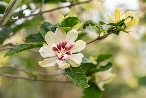 Gewürzstrauch 'Venus' - Calycanthus 'Venus'