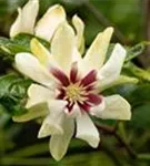 Gewürzstrauch 'Venus' - Calycanthus 'Venus'