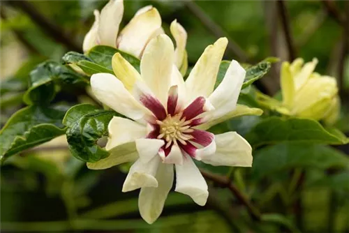 Gewürzstrauch 'Venus' - Calycanthus 'Venus'