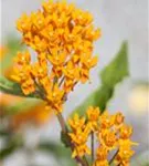 Knollige Seidenpflanze - Asclepias tuberosa