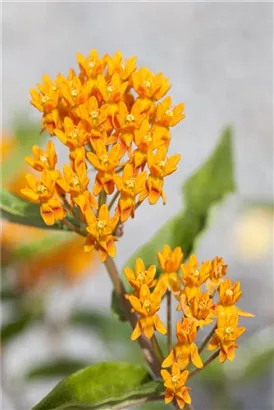 Knollige Seidenpflanze - Asclepias tuberosa