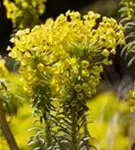 Mediterrane Wolfsmilch - Euphorbia characias ssp.wulfenii