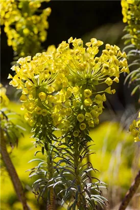 Mediterrane Wolfsmilch - Euphorbia characias ssp.wulfenii