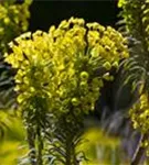 Mediterrane Wolfsmilch - Euphorbia characias ssp.wulfenii