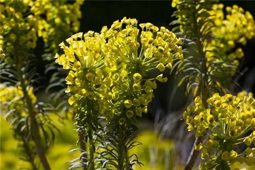 Mediterrane Wolfsmilch - Euphorbia characias ssp.wulfenii