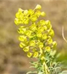 Mediterrane Wolfsmilch - Euphorbia characias ssp.wulfenii