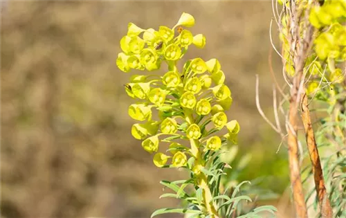 Mediterrane Wolfsmilch - Euphorbia characias ssp.wulfenii