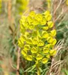 Mediterrane Wolfsmilch - Euphorbia characias ssp.wulfenii