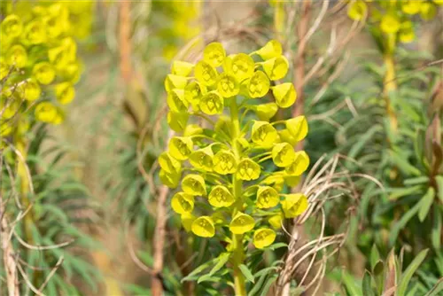 Mediterrane Wolfsmilch - Euphorbia characias ssp.wulfenii