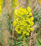 Mediterrane Wolfsmilch - Euphorbia characias ssp.wulfenii