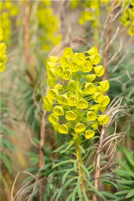 Mediterrane Wolfsmilch - Euphorbia characias ssp.wulfenii