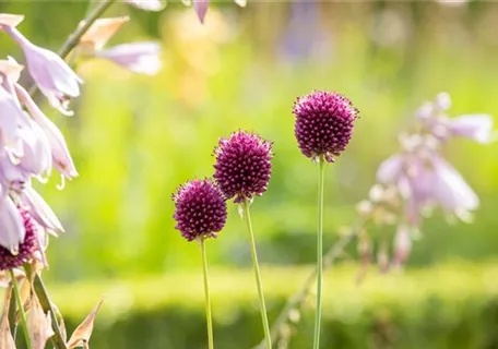 Allium sphaerocephalon - Kugelkopfiger Lauch