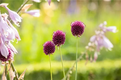 Kugelkopfiger Lauch - Allium sphaerocephalon