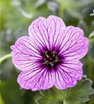 Aschgrauer Garten-Storchschnabel - Geranium cinereum 'Ballerina'