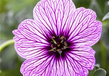 Geranium cinereum 'Ballerina' - Aschgrauer Garten-Storchschnabel