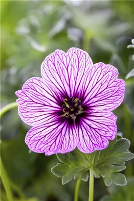 Aschgrauer Garten-Storchschnabel - Geranium cinereum 'Ballerina'