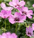 Aschgrauer Garten-Storchschnabel - Geranium cinereum 'Ballerina'