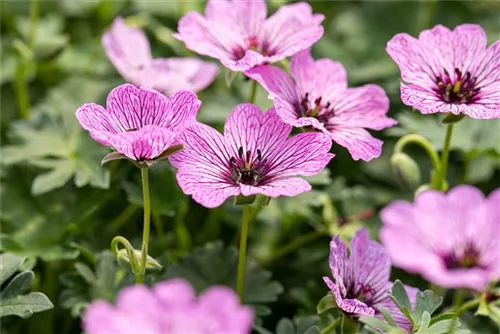 Aschgrauer Garten-Storchschnabel - Geranium cinereum 'Ballerina'