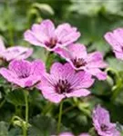 Aschgrauer Garten-Storchschnabel - Geranium cinereum 'Ballerina'