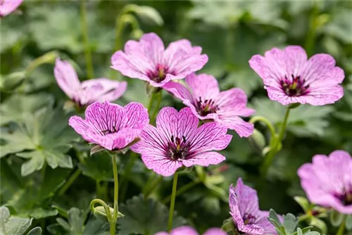 Aschgrauer Garten-Storchschnabel - Geranium cinereum 'Ballerina'