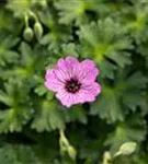 Aschgrauer Garten-Storchschnabel - Geranium cinereum 'Ballerina'