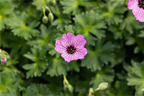 Aschgrauer Garten-Storchschnabel - Geranium cinereum 'Ballerina'