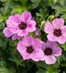 Aschgrauer Garten-Storchschnabel - Geranium cinereum 'Ballerina'