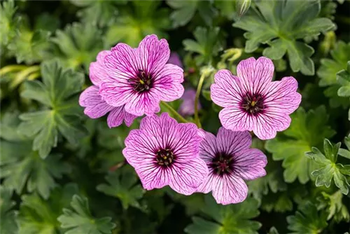 Aschgrauer Garten-Storchschnabel - Geranium cinereum 'Ballerina'