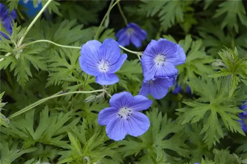 Garten-Storchschnabel - Geranium pratense 'Orion'