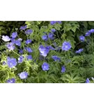 Garten-Storchschnabel - Geranium pratense 'Orion'