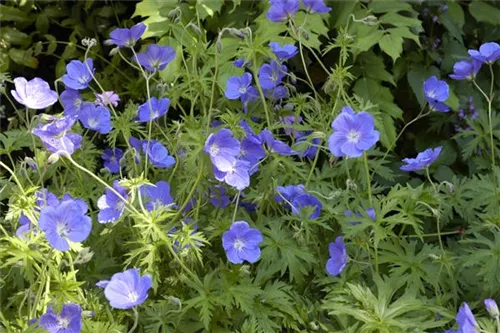 Garten-Storchschnabel - Geranium pratense 'Orion'