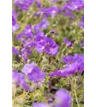 Garten-Storchschnabel - Geranium pratense 'Orion'