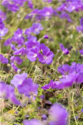 Garten-Storchschnabel - Geranium pratense 'Orion'